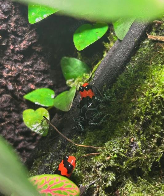 Ranitomeya Benedicta 0.0.5