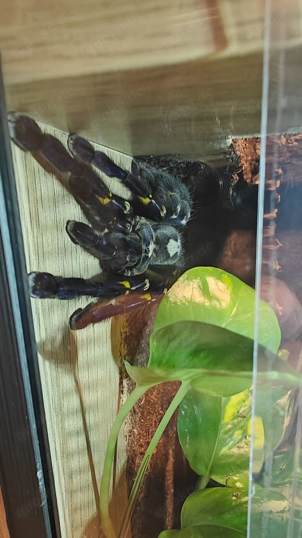 Suche Vogelspinnen Männchen im Raum Darmstadt