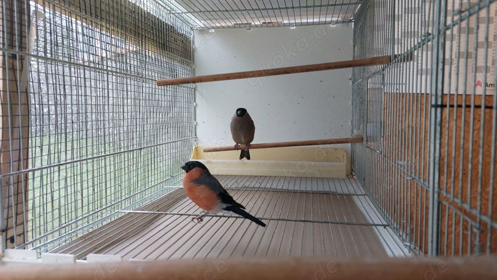 Nordische Dompfaffen Pärchen in Wuppertal Vögel kostenlose