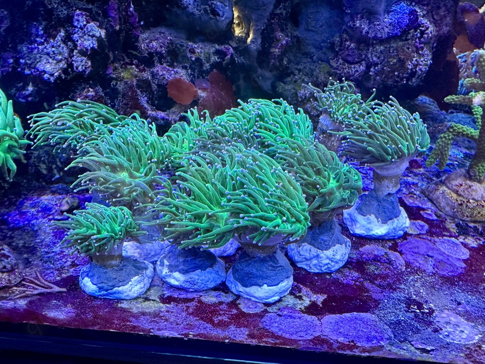 Euphyllia glabrescens- toxic green - NZ Koralle