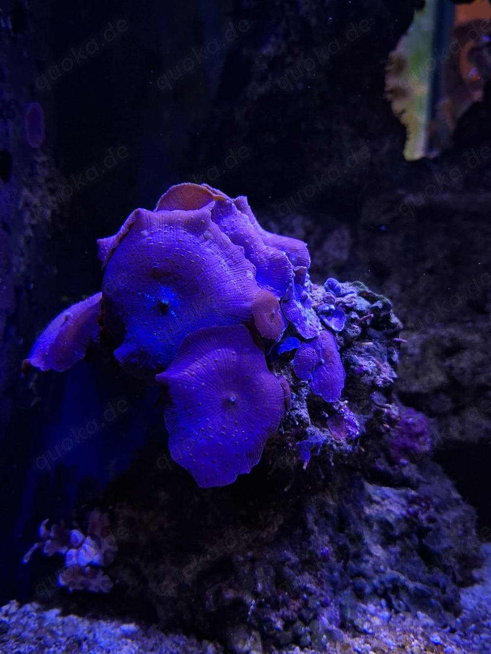 Algen Korallen Fische Meerwasser Algen Korallen Fische Meerwasser