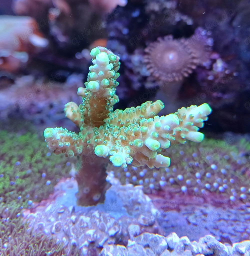 SPS Acropora Joker