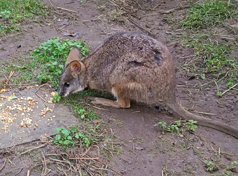 Parma Känguru Pärchen