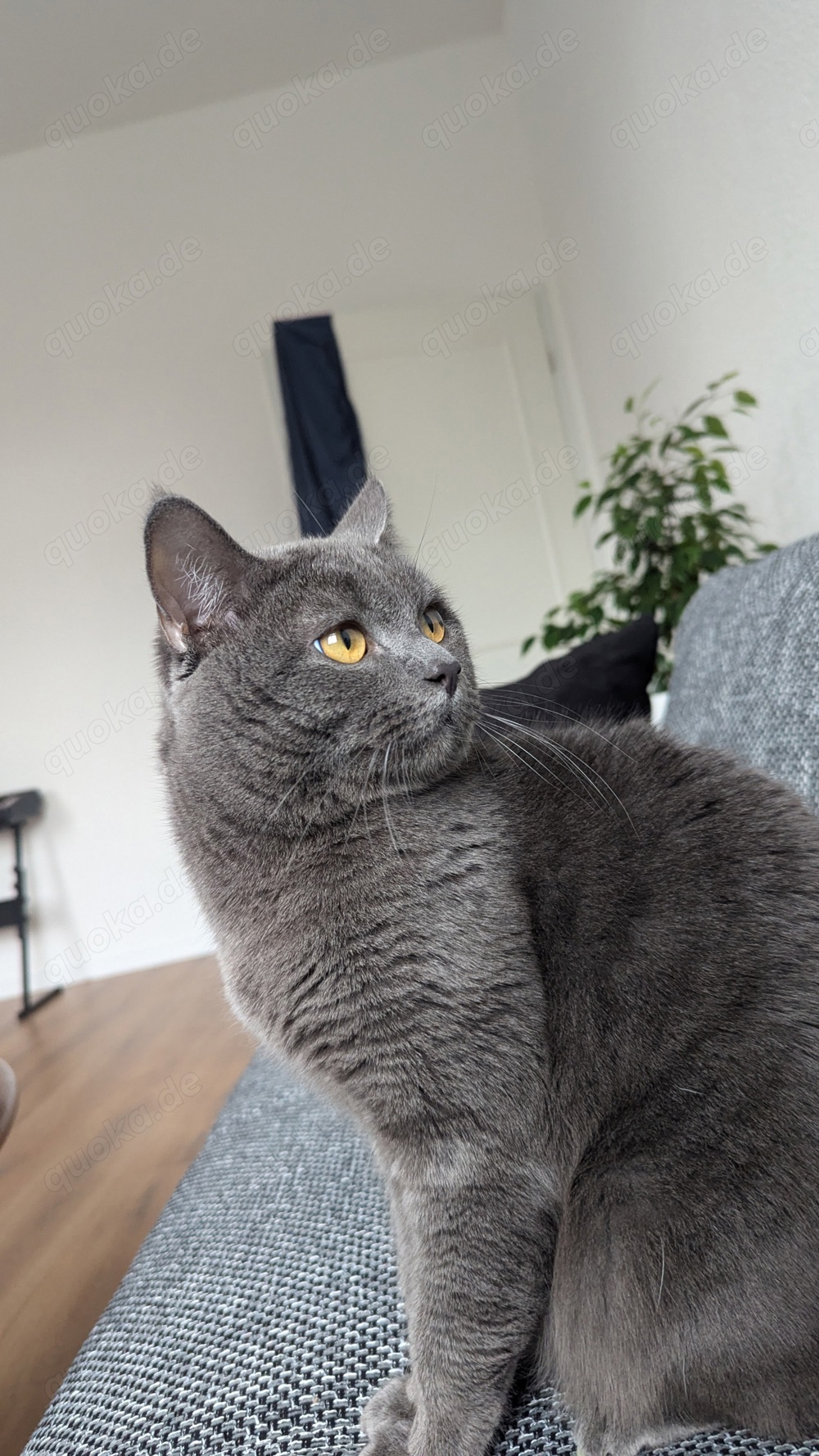 Kartäuser Deckkater 