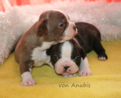 Boston Terrier Welpen in Farbe mit Näschen 