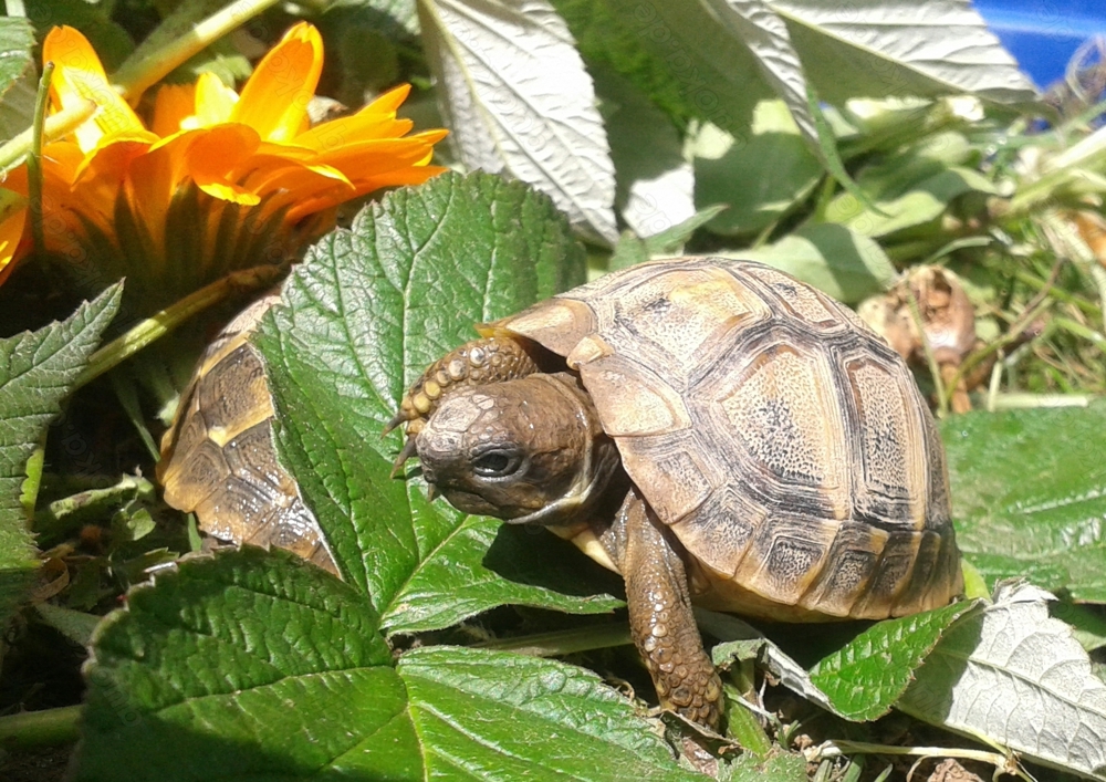 Griechische Landschildkröten  - Testudo hermanni boettgeri