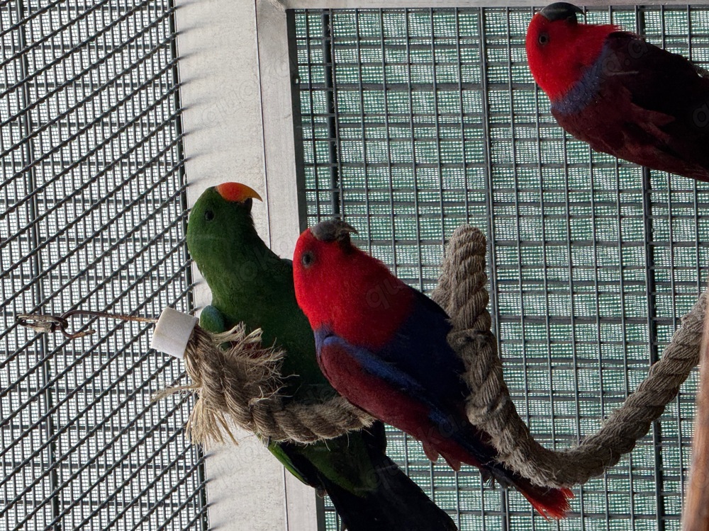 1,1 Neuguinea-Edelpapageien