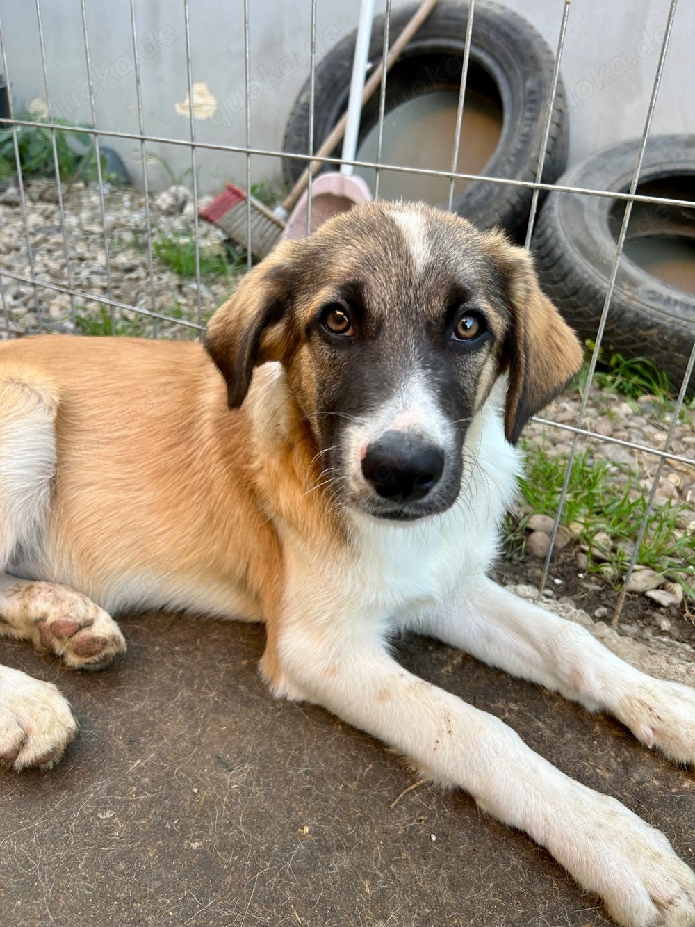 Merlin ist der Liebling