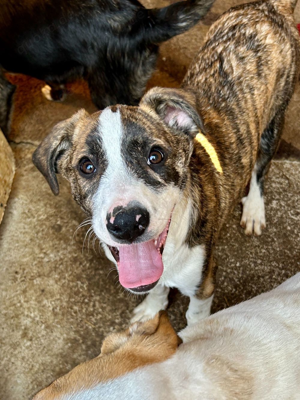 Timi ist der Allerschönste