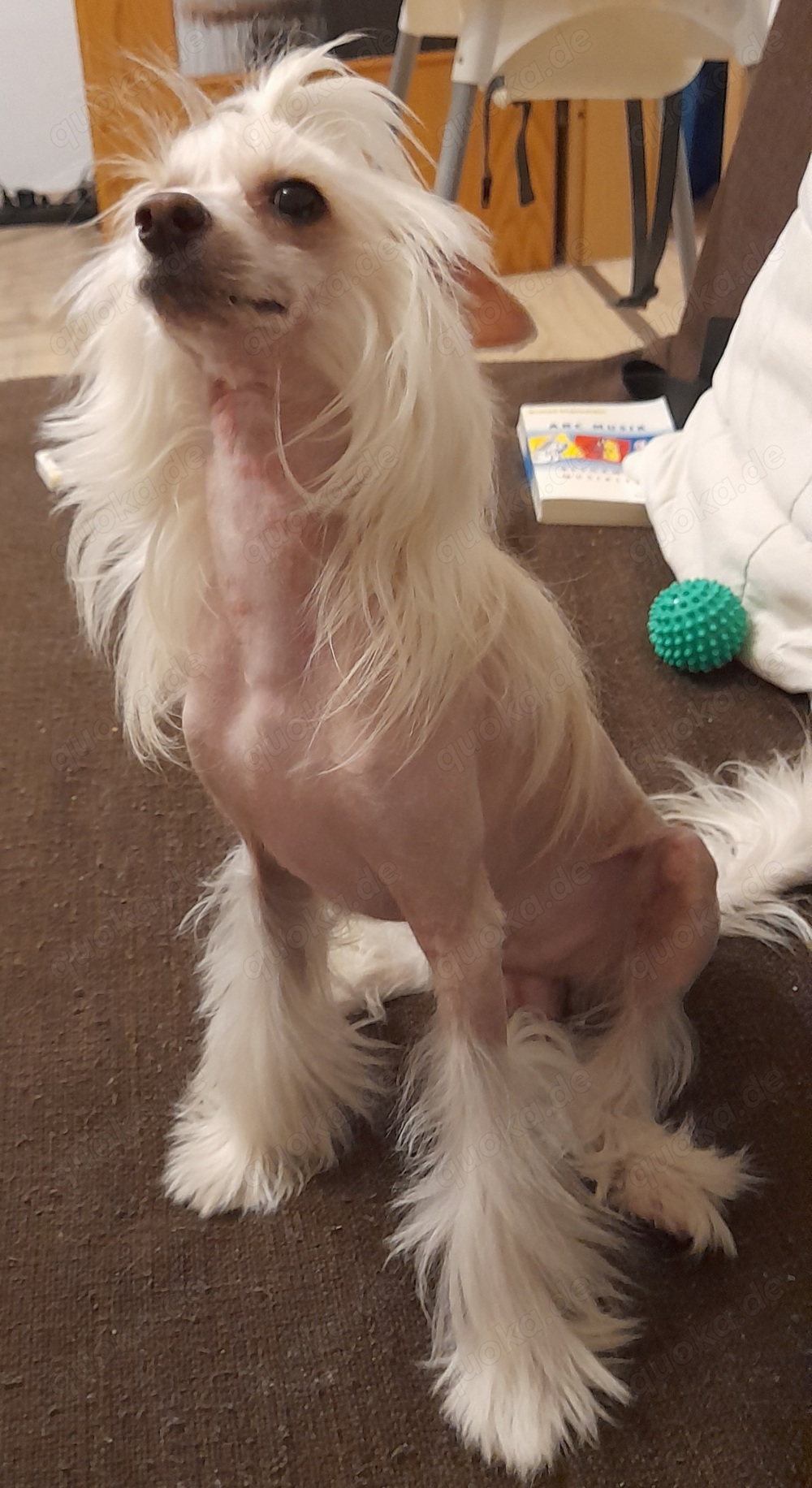 Deckrüde Chinese Crested Schopfhund, reinrassig, hairless. Kein Verkauf !