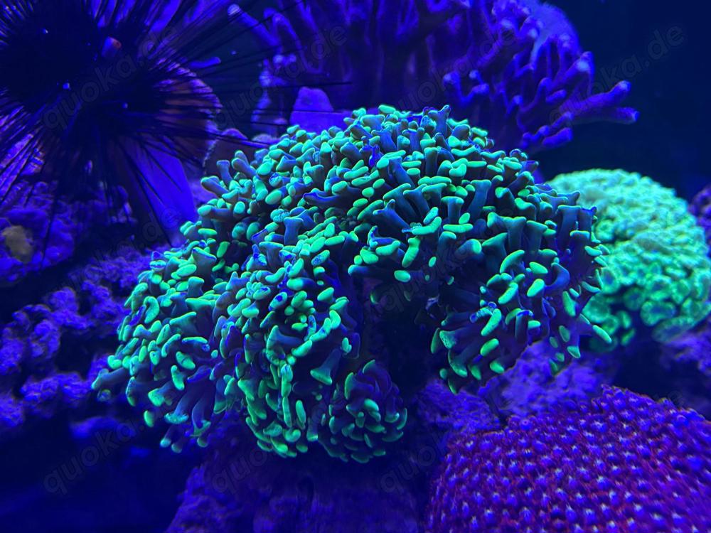Fimbriaphyllia paraancora LPS Hammerkoralle Euphyllia Meerwasser Aquarium Koralle 