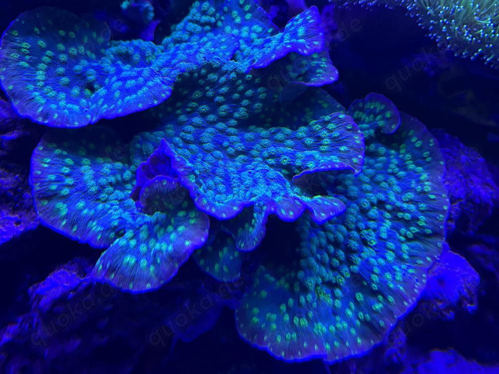 Echinopora lamellosa Chalice Koralle LPS Steinkoralle Meerwasser Aquarium 