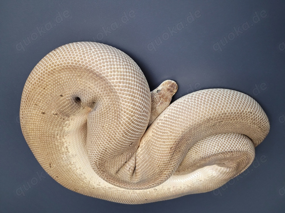 0.1 Leo Pastel Pin Clown Königspython