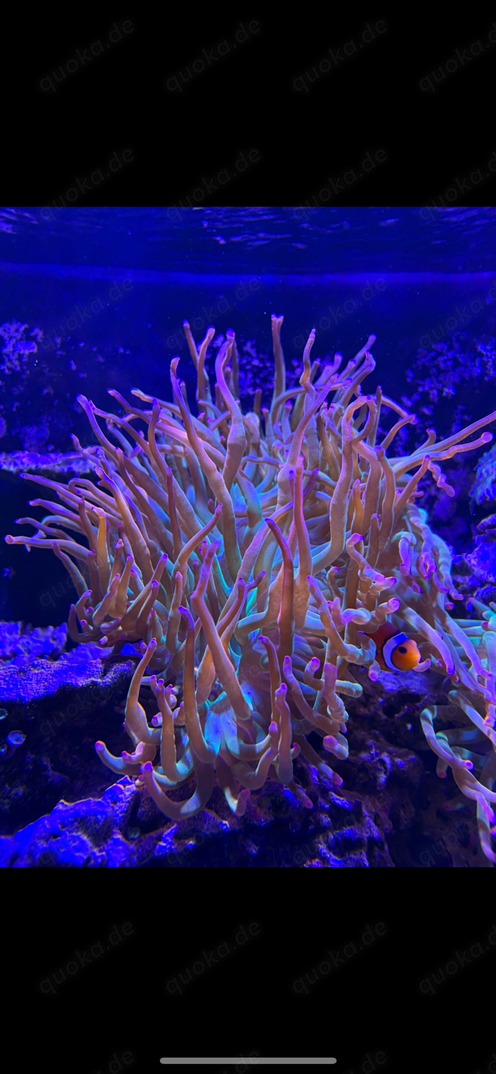 Anemonen Entacmaea Quadricolor Blasenanemone Sunburst Meerwasser Anemonen Entacmaea Quadricolor Blasenanemone Sunburst Meerwasser