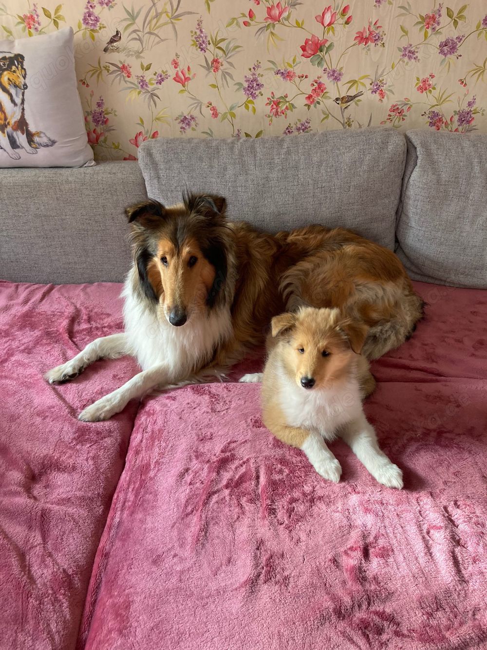 Collie Welpen Wurfplanung Sommer 2025