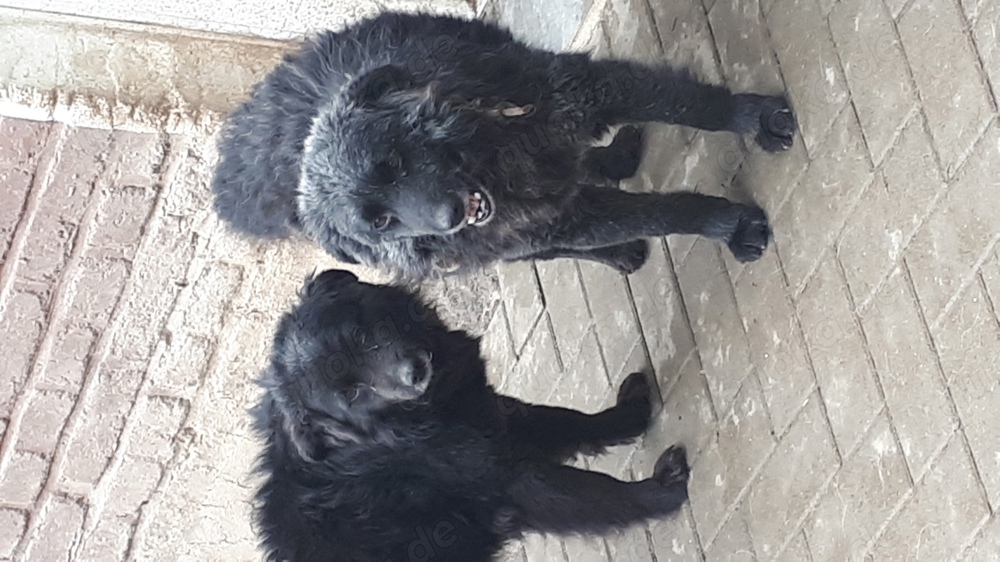 Zwei Mudi suchen gemeinsam