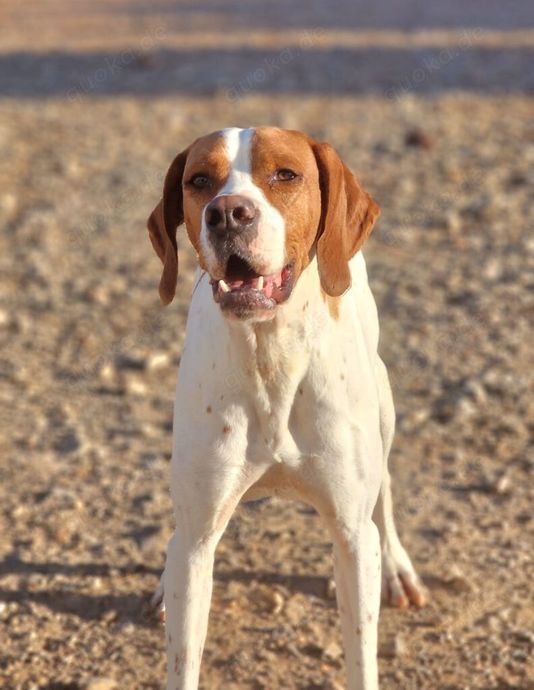 May sucht eine Pflegestelle oder ein Zuhause