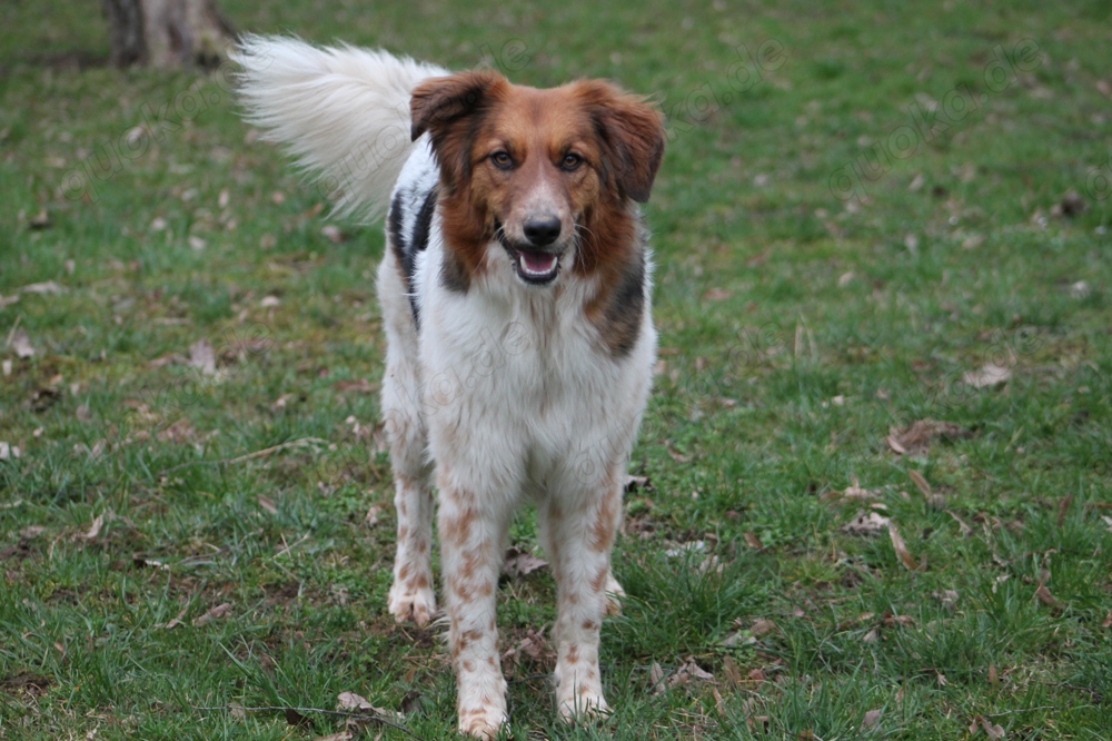 Gino, geb. Nov. 2022, kastriert