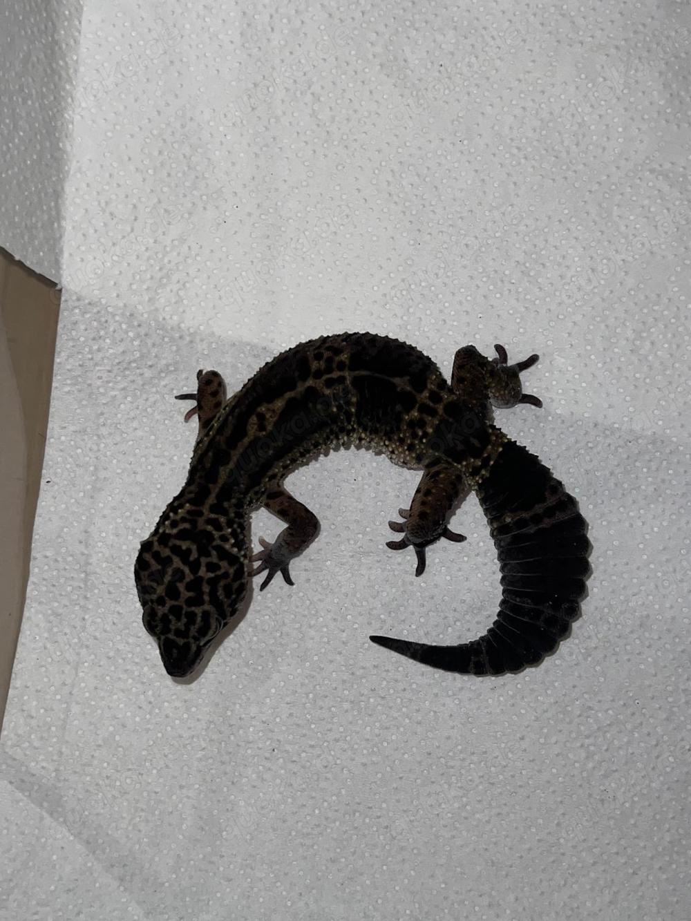 Leopardgecko Black Night Weibchen 
