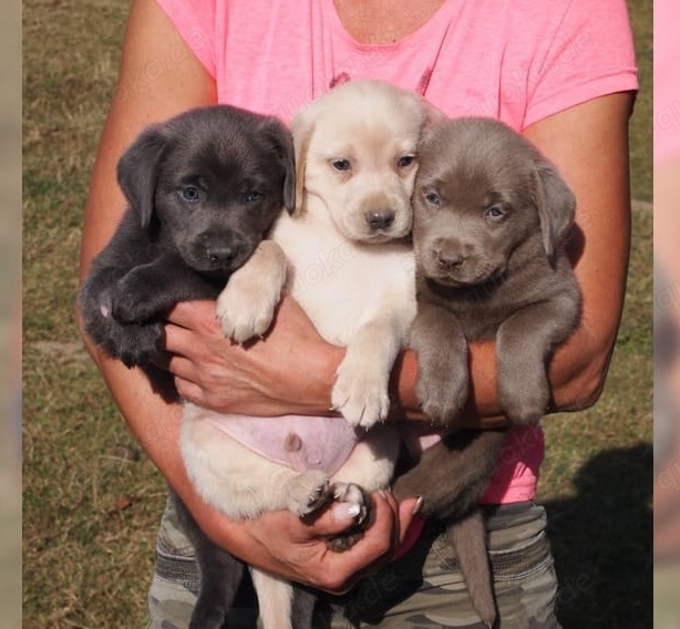 Süße Labrador Retriever Welpen!!