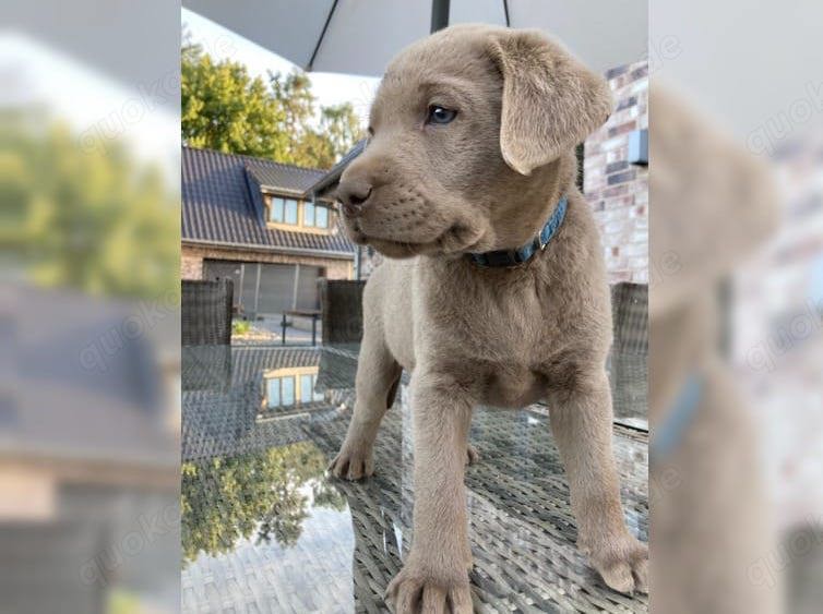 Süße Labrador Retriever Welpen!!