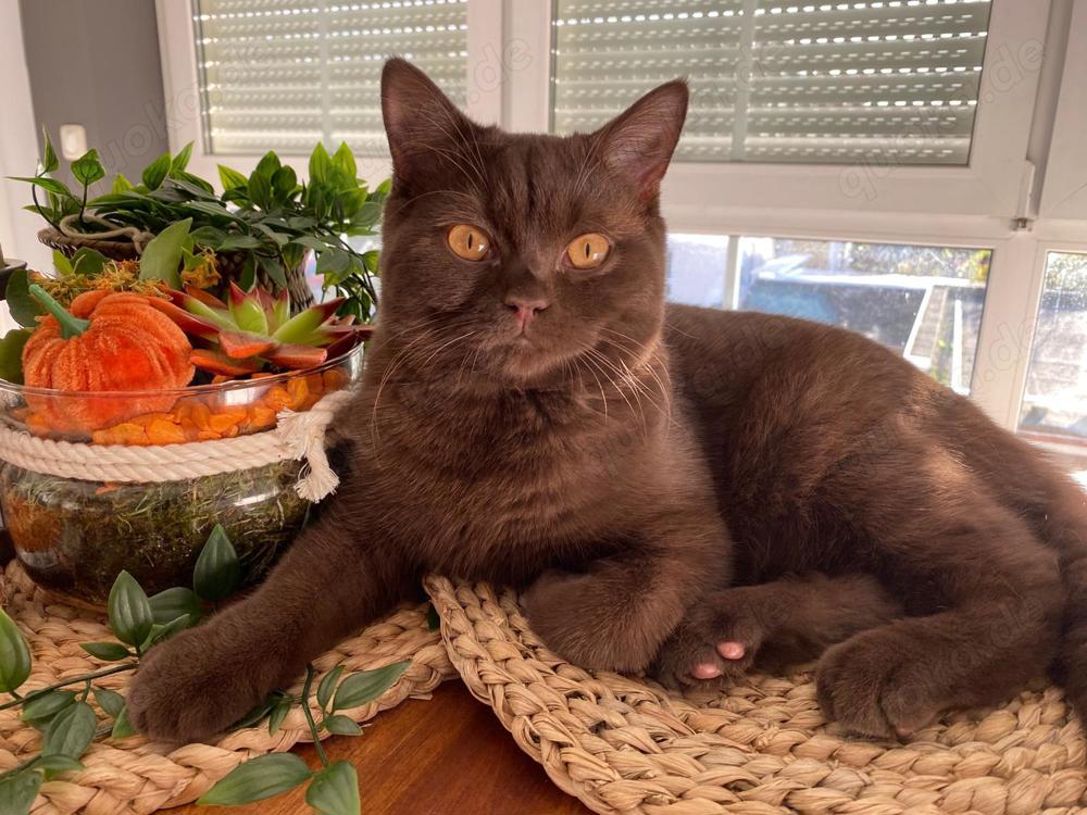 Samtweicher Schokobrauner BKH Deckkater