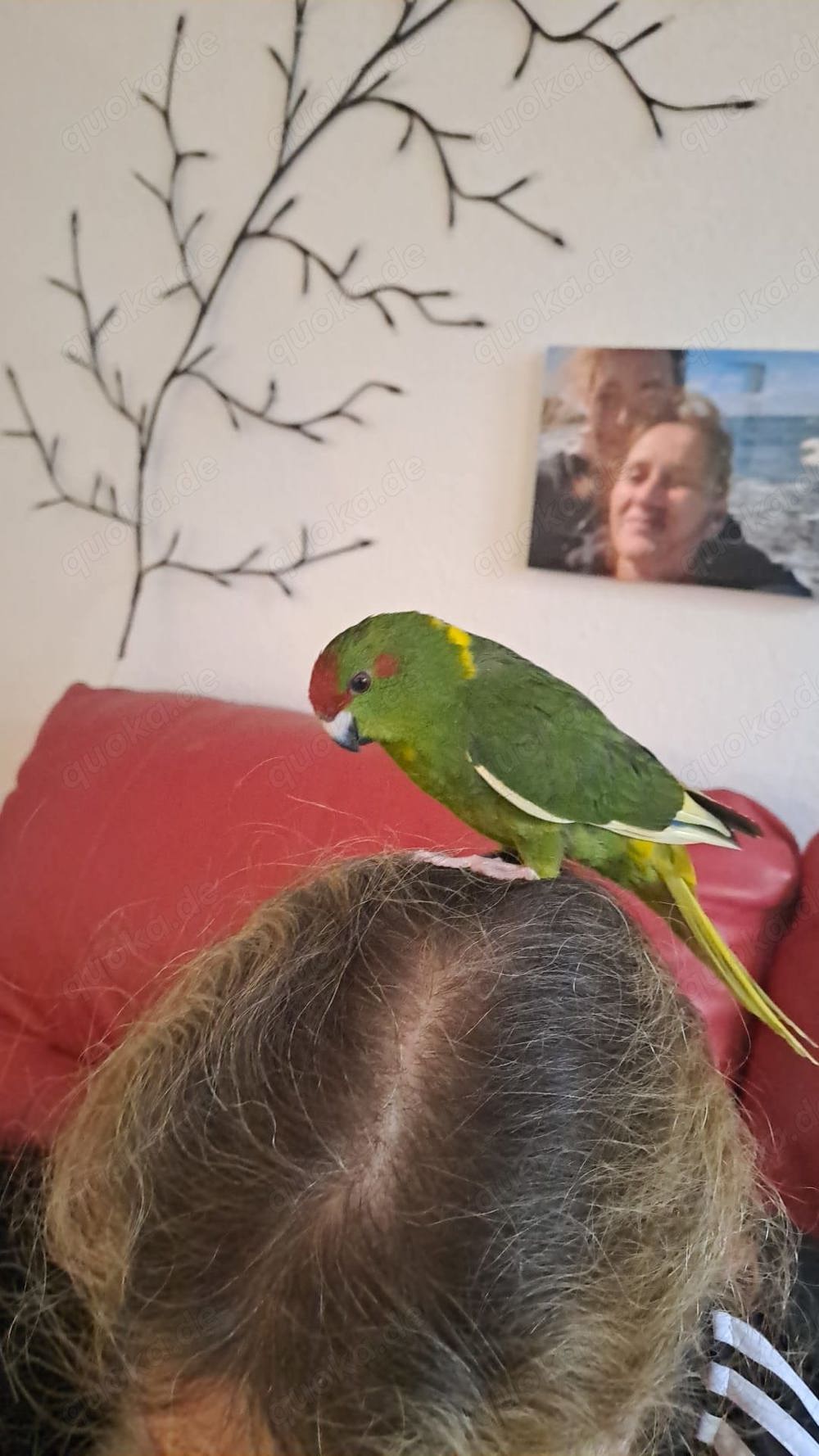 Ziegensittiche handzahm