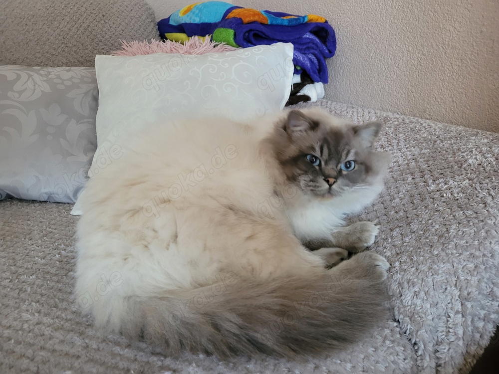 Deckkater Birma
