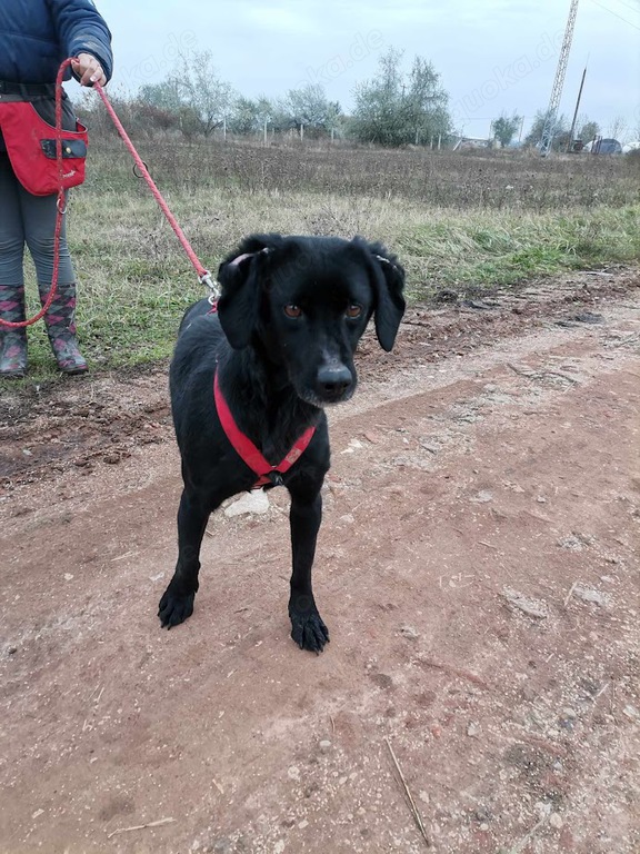 Dana braucht dringend einen Platz, 