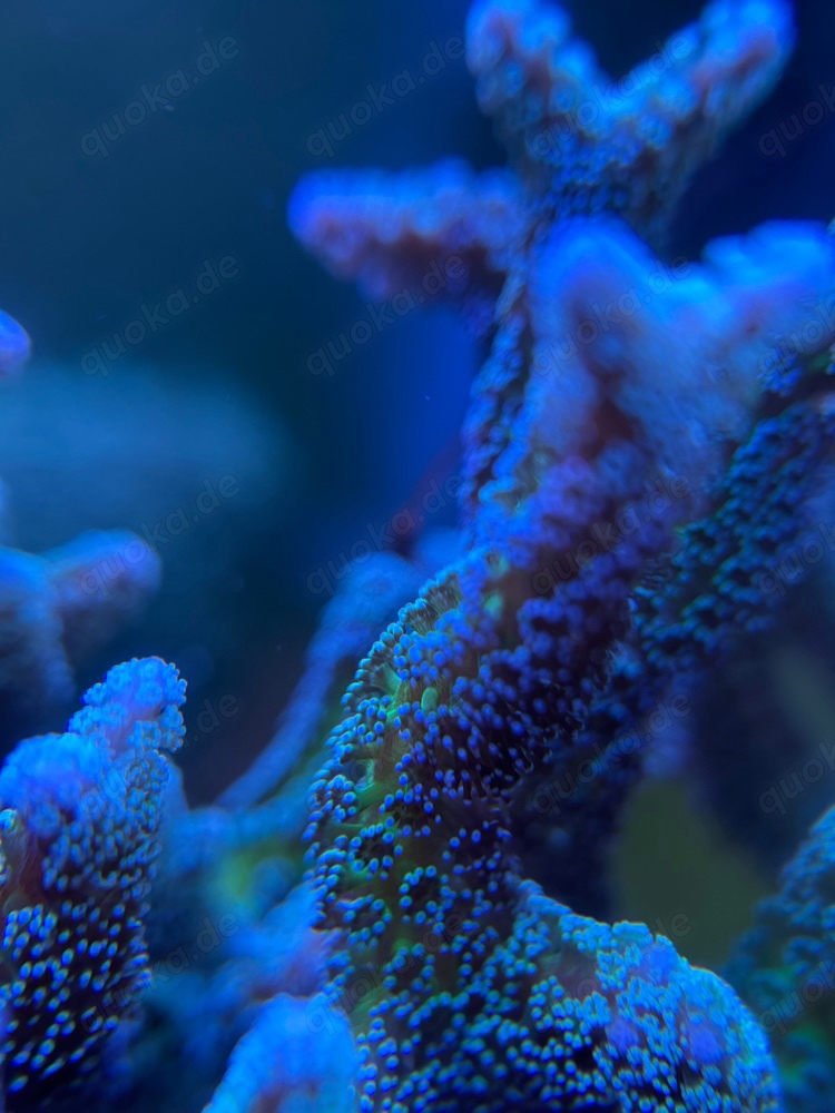 Korallenableger günstig abzugeben