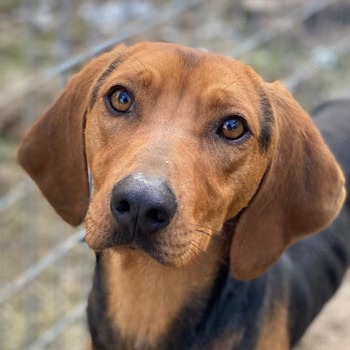 Ted, geb. ca. 01 2023, lebt in GRIECHENLAND, auf einer privaten Pflegestelle 