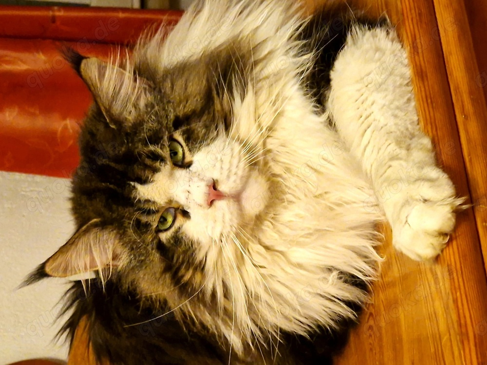 Deckkater Maine Coon mit Stammbaum 