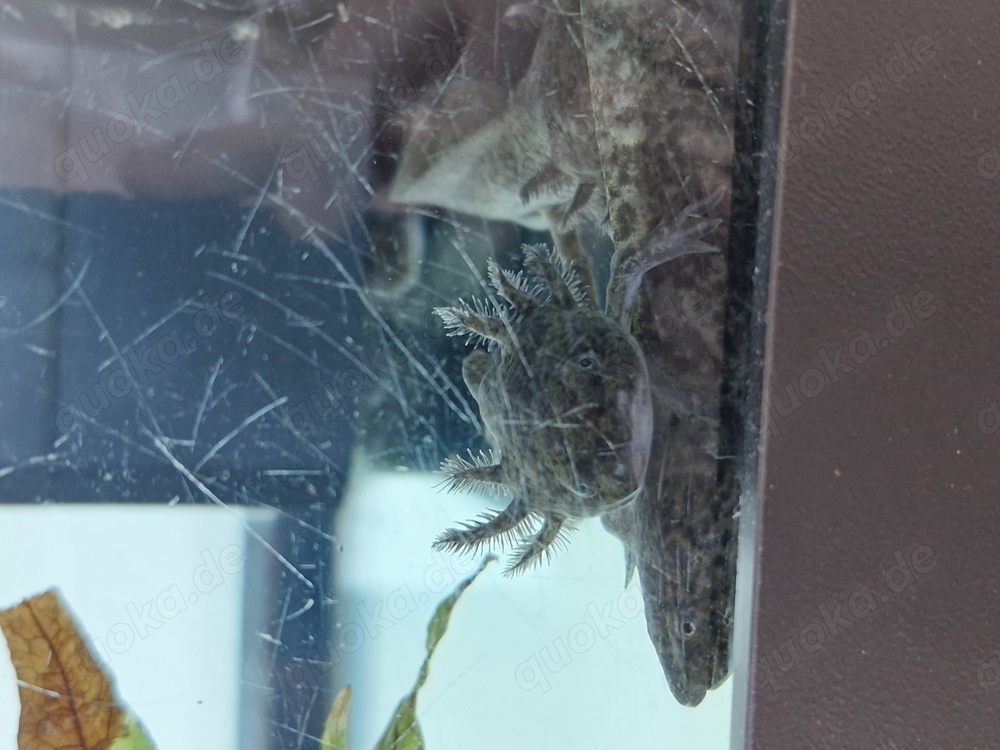 Junge Axolotl (Wildlinge)