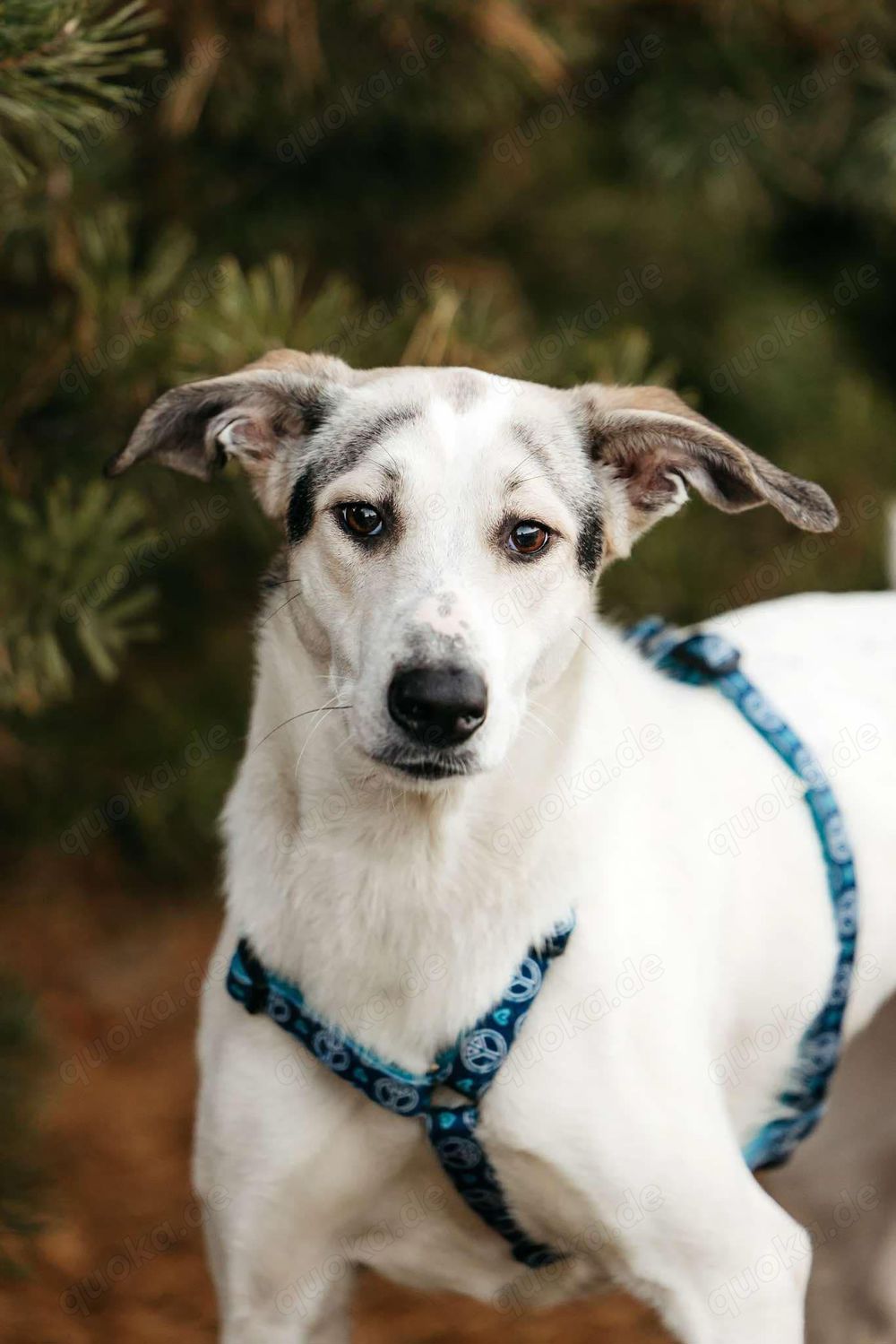 Süße Bimka sucht liebevolles Zuhause