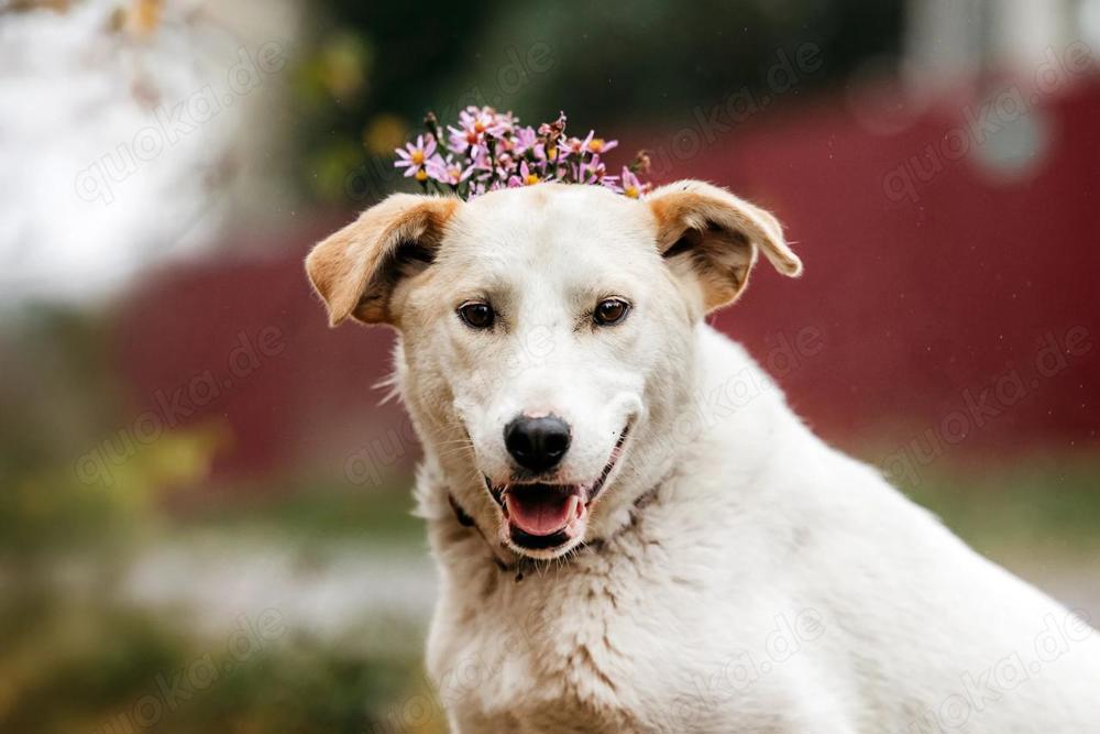 Süße Dakota sucht liebevolle Familie