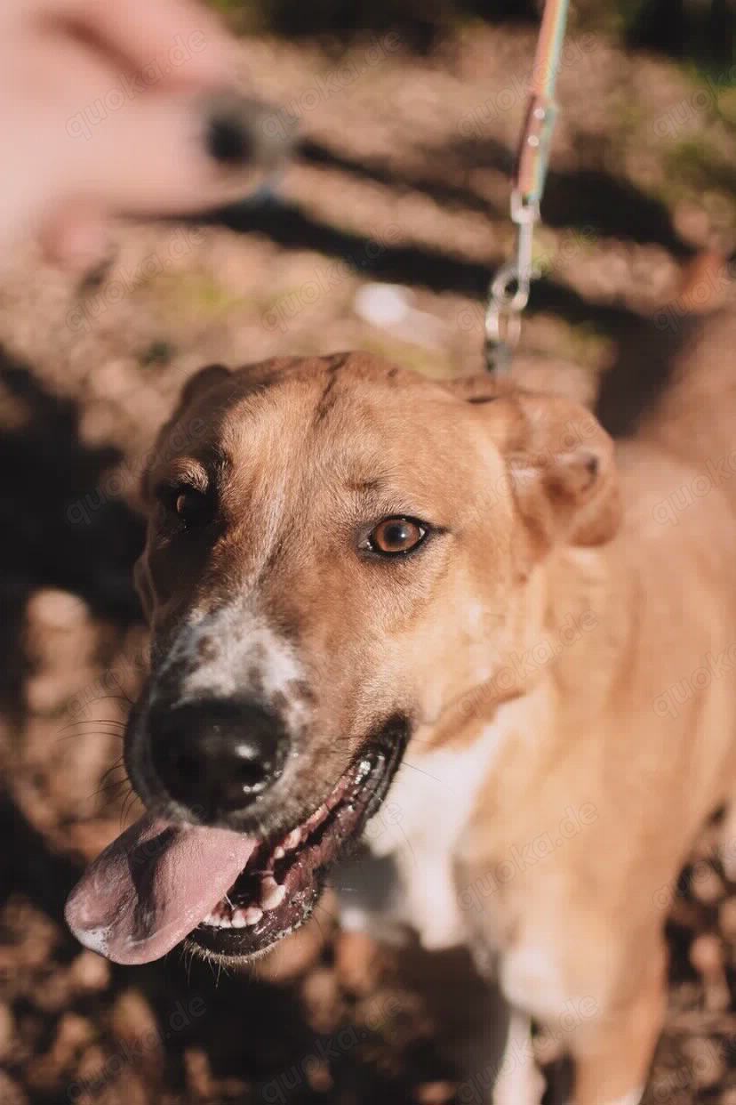Lieber Süleyman sucht ein neues Zuhause