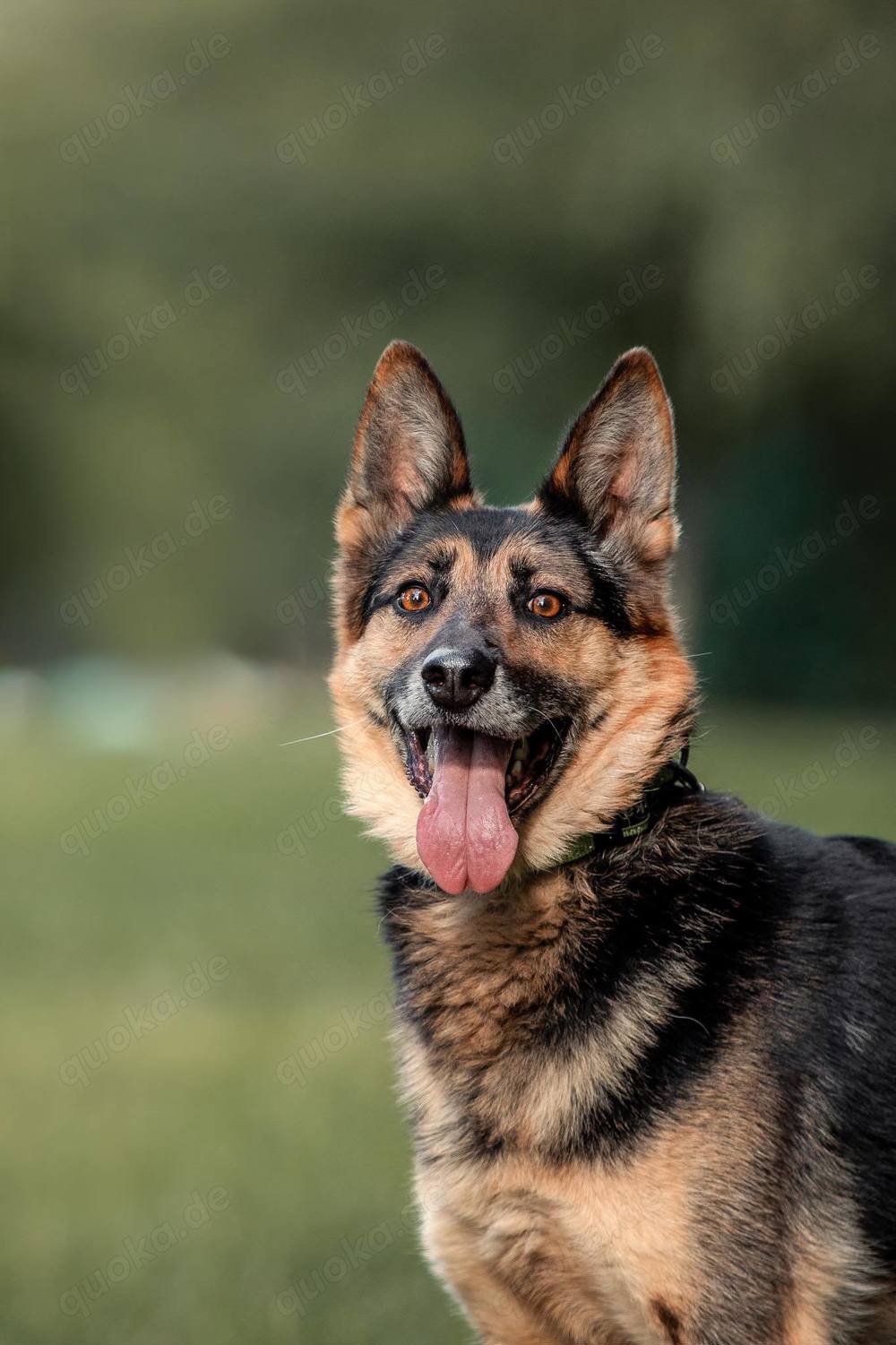 Schöner Vegas sucht liebevolles Zuhause