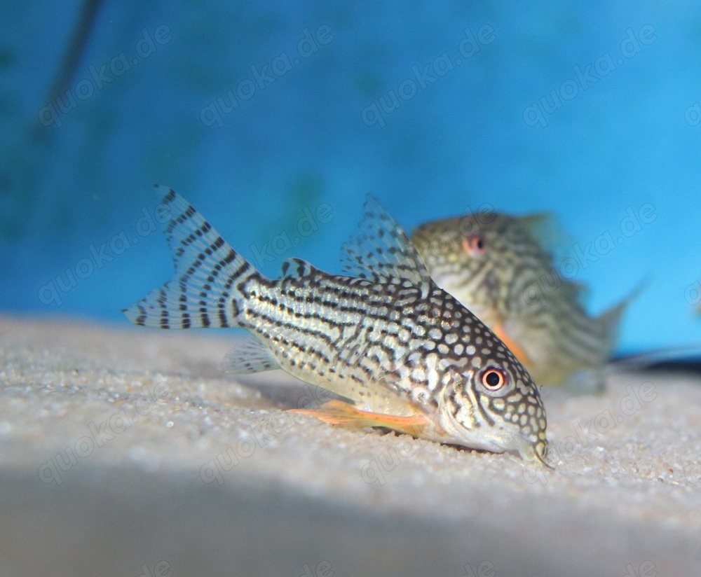 Corydoras sterbai - Hoplisoma sterbai - Panzerwels - Aquarium
