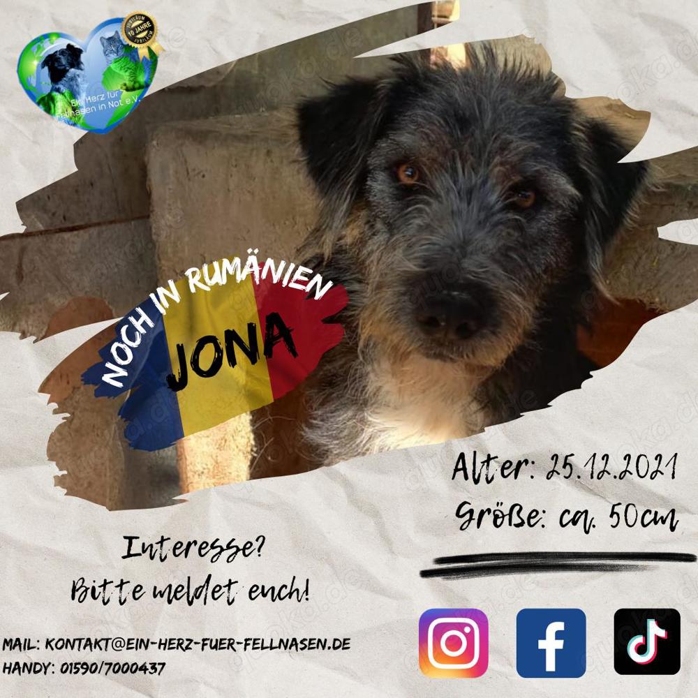 Jona sucht zuhause. Wer adoptiert ihn?