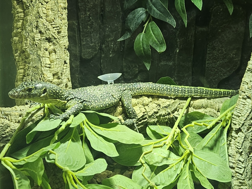Varanus Indicus 