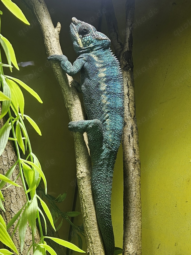 Pantherchamäleon Furcifer Pardalis 