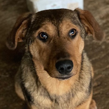 Nasso, geb. ca. 05 2024, lebt in GRIECHENLAND, auf einer privaten Pflegestelle 