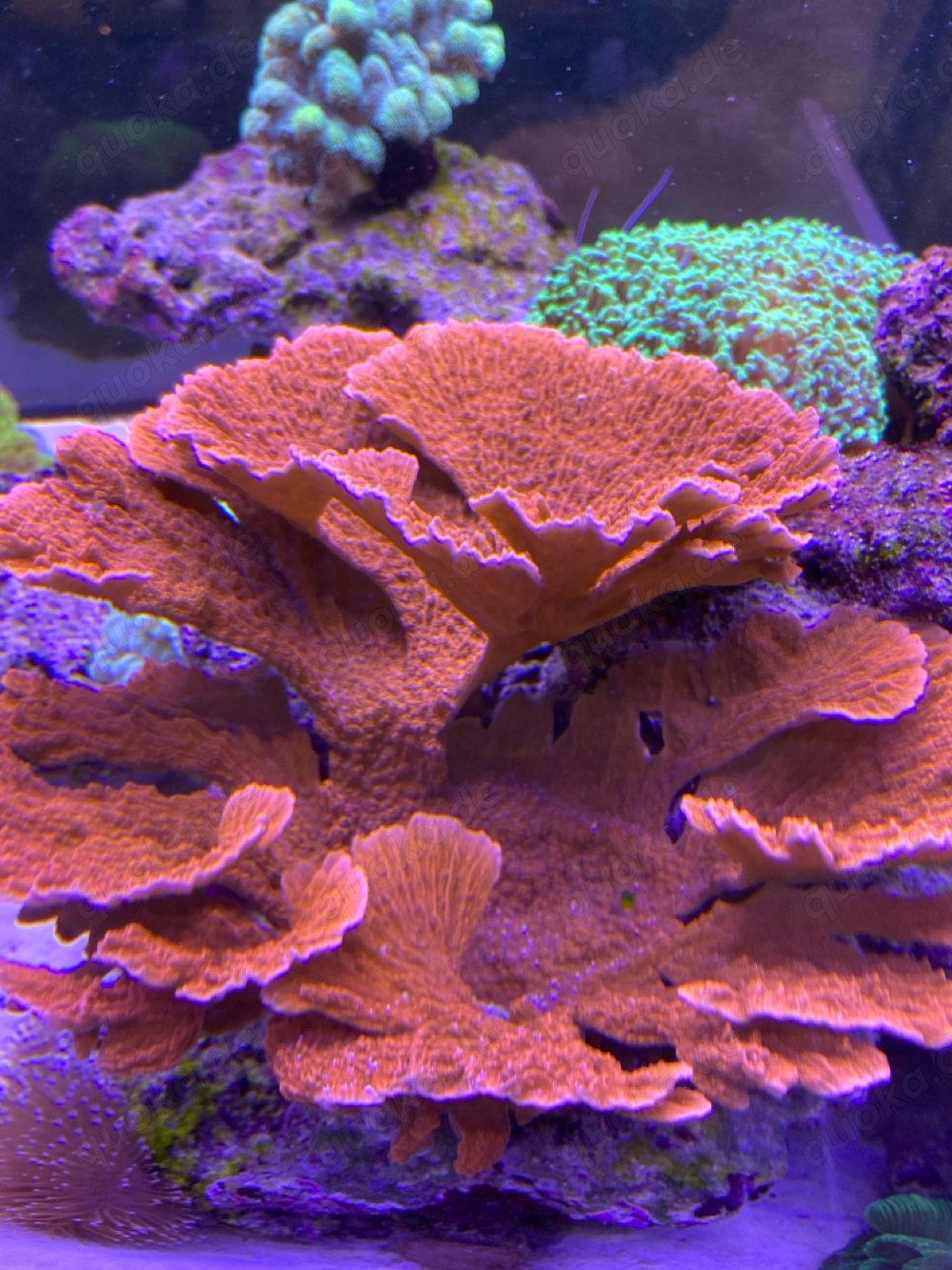 Montipora Koralle Meerwasser 