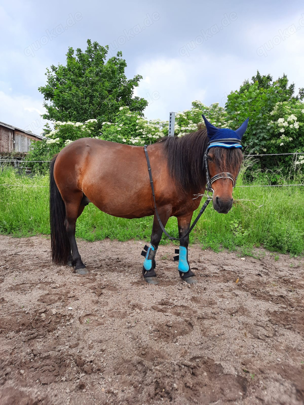 2 Kinderponys suchen Reitbeteiligung ( PsR )