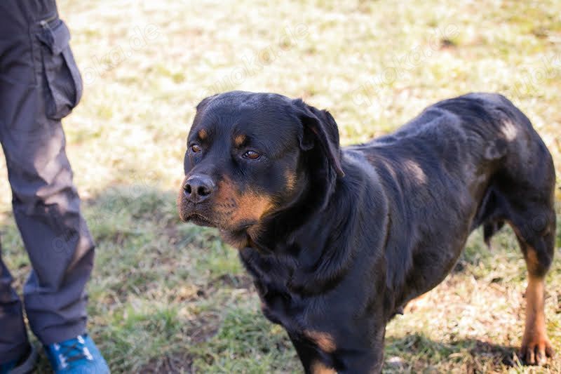 Rottweiler *NICKY* sucht Menschen, die sich mit dieser Hunderasse auskennen. 