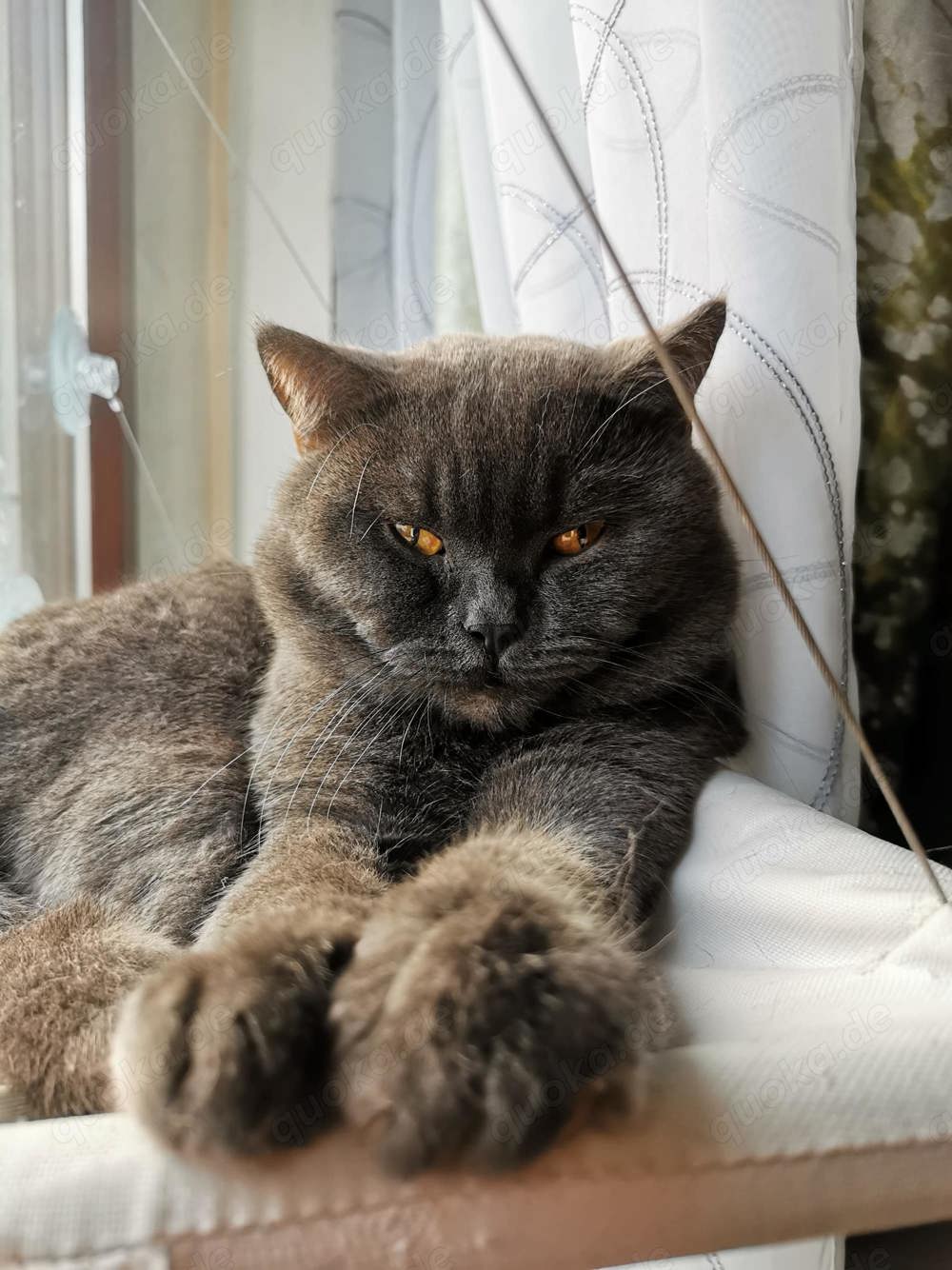 Deckkater Prohhor, sehr schön Junge, NICHT VERKAUFEN! 