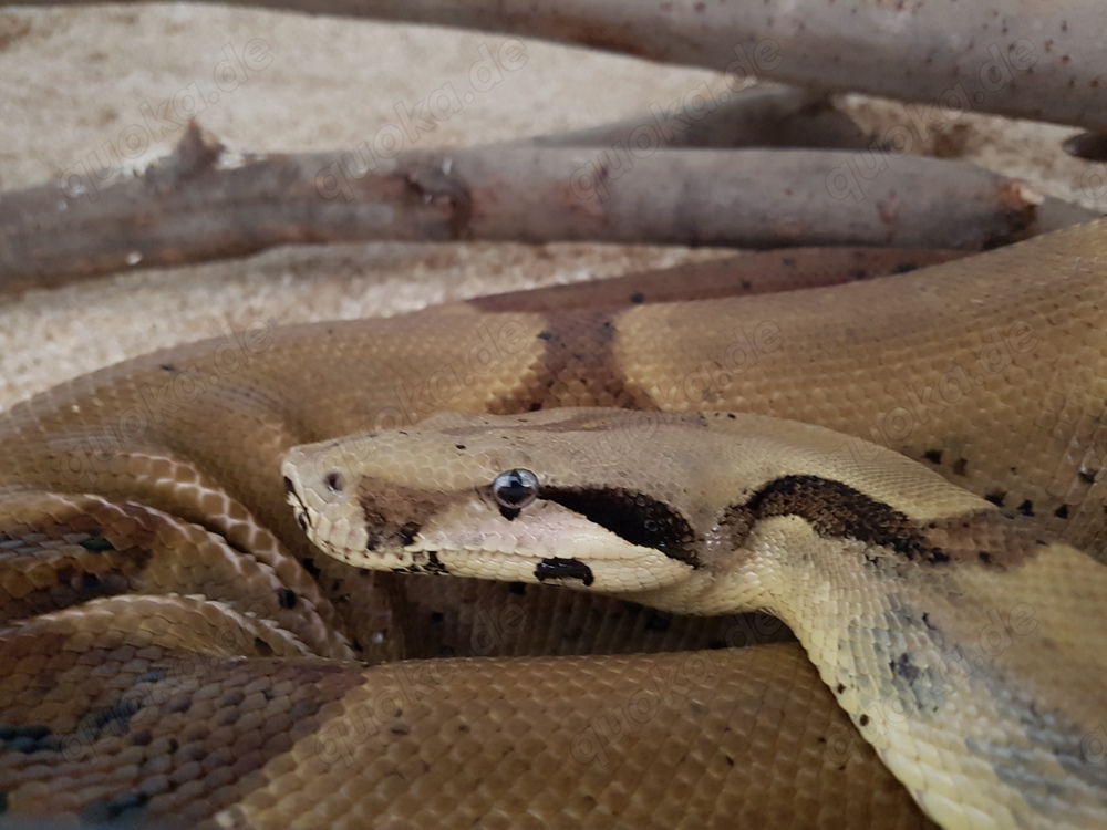 Boa constrictor imperator 1.0 Super Salmon DH Albino Sunglow (Lipstick) 