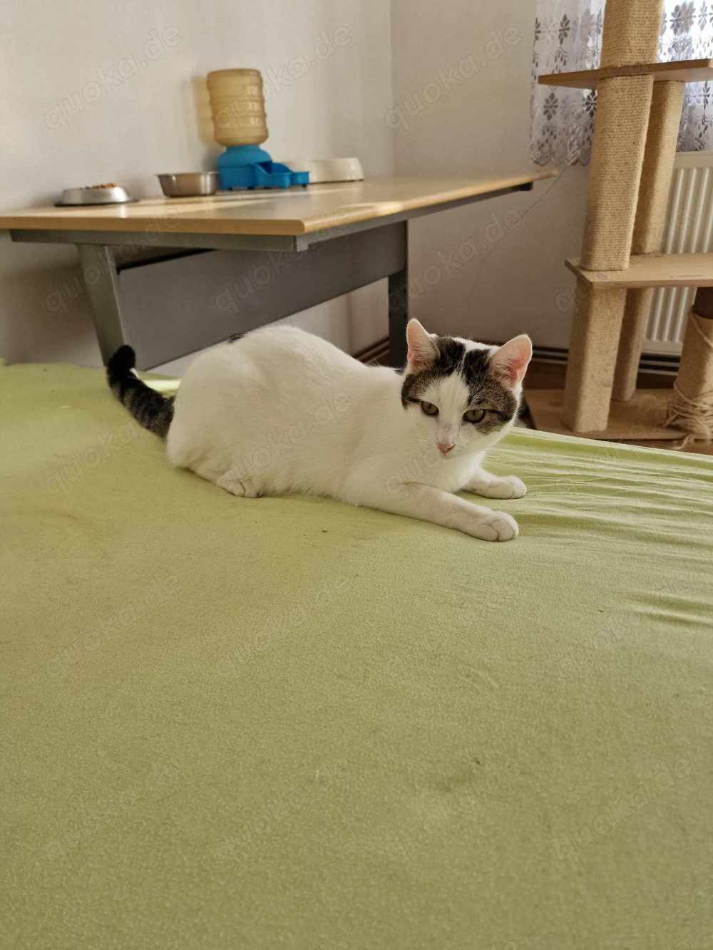 Winie sucht einen Ort zum Bleiben