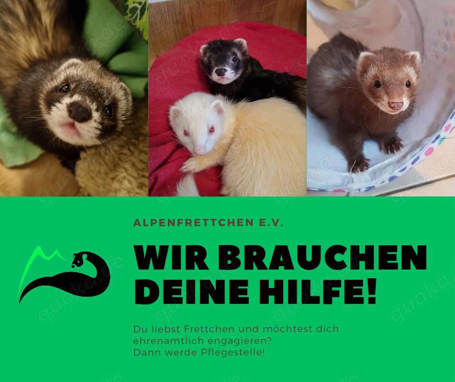 Frettchen Pflegestellen gesucht