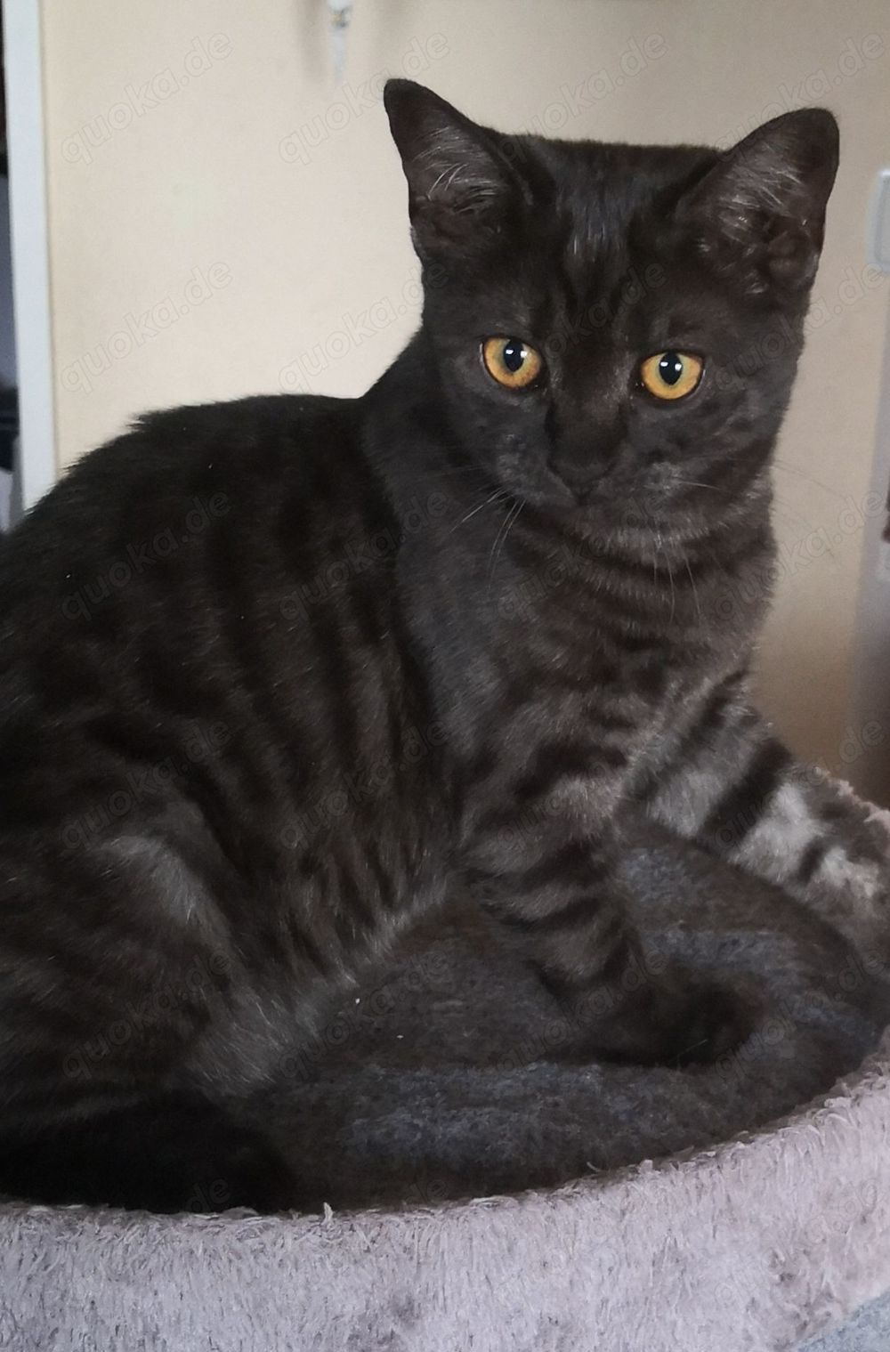Bengalkatze, black melanistic, jung
